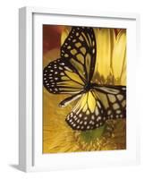 Black and Yellow Butterfly on Yellow Flower-null-Framed Photographic Print