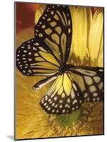 Black and Yellow Butterfly on Yellow Flower-null-Mounted Photographic Print