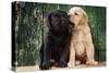 Black and Yellow Labrador Dog Puppies by Barn Door-null-Stretched Canvas