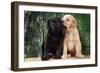 Black and Yellow Labrador Dog Puppies by Barn Door-null-Framed Photographic Print