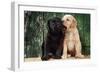Black and Yellow Labrador Dog Puppies by Barn Door-null-Framed Photographic Print