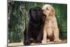 Black and Yellow Labrador Dog Puppies by Barn Door-null-Mounted Photographic Print