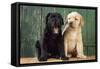 Black and Yellow Labrador Puppies by Barn Door-null-Framed Stretched Canvas