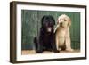 Black and Yellow Labrador Puppies by Barn Door-null-Framed Photographic Print