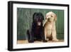 Black and Yellow Labrador Puppies by Barn Door-null-Framed Photographic Print