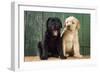 Black and Yellow Labrador Puppies by Barn Door-null-Framed Photographic Print