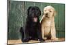 Black and Yellow Labrador Puppies by Barn Door-null-Mounted Photographic Print