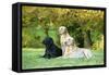 Black and Yellow Labrador Retrievers Lying-null-Framed Stretched Canvas