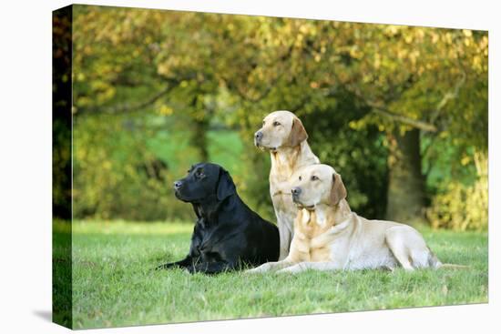 Black and Yellow Labrador Retrievers Lying-null-Stretched Canvas