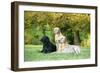 Black and Yellow Labrador Retrievers Lying-null-Framed Photographic Print