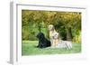 Black and Yellow Labrador Retrievers Lying-null-Framed Photographic Print