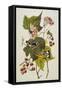 Black and Yellow Warbler. Magnolia Warbler-John James Audubon-Framed Stretched Canvas