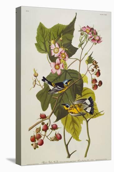 Black and Yellow Warbler. Magnolia Warbler-John James Audubon-Stretched Canvas
