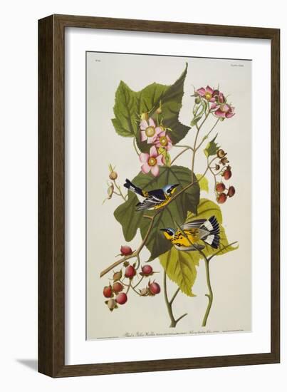 Black and Yellow Warbler. Magnolia Warbler-John James Audubon-Framed Giclee Print