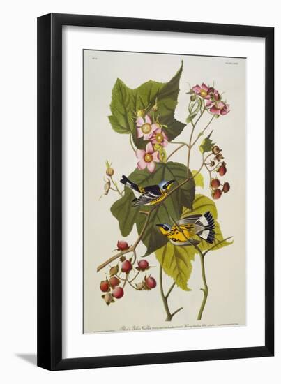 Black and Yellow Warbler. Magnolia Warbler-John James Audubon-Framed Giclee Print