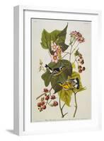 Black and Yellow Warbler. Magnolia Warbler-John James Audubon-Framed Giclee Print