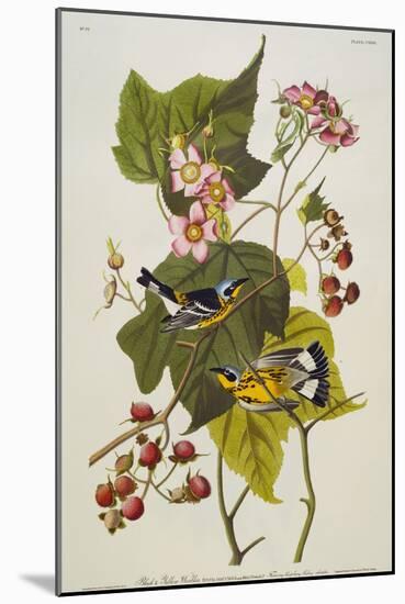 Black and Yellow Warbler. Magnolia Warbler-John James Audubon-Mounted Giclee Print