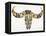 Black and Yellow Water Buffalo Skull-Cat Coquillette-Framed Stretched Canvas