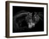 Black Andalusian mare and stallion meeting, Spain-Carol Walker-Framed Premium Photographic Print