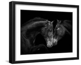 Black Andalusian mare and stallion meeting, Spain-Carol Walker-Framed Premium Photographic Print