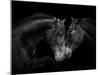 Black Andalusian mare and stallion meeting, Spain-Carol Walker-Mounted Premium Photographic Print