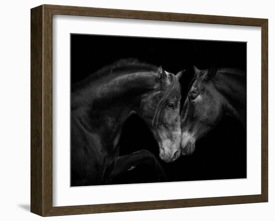 Black Andalusian mare and stallion meeting, Spain-Carol Walker-Framed Photographic Print