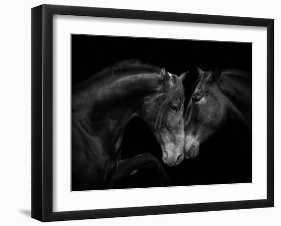 Black Andalusian mare and stallion meeting, Spain-Carol Walker-Framed Photographic Print