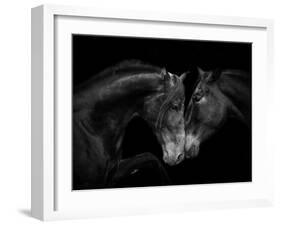 Black Andalusian mare and stallion meeting, Spain-Carol Walker-Framed Photographic Print