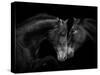 Black Andalusian mare and stallion meeting, Spain-Carol Walker-Stretched Canvas