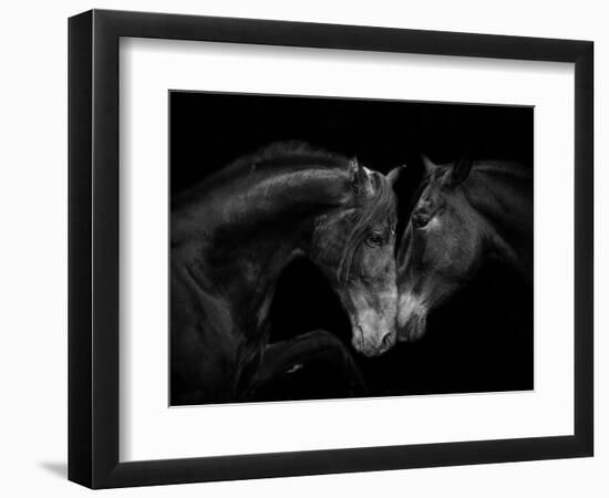 Black Andalusian mare and stallion meeting, Spain-Carol Walker-Framed Photographic Print