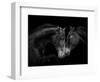 Black Andalusian mare and stallion meeting, Spain-Carol Walker-Framed Photographic Print