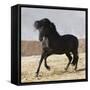Black Andalusian Stallion Cantering in Arena Yard, Osuna, Spain-Carol Walker-Framed Stretched Canvas