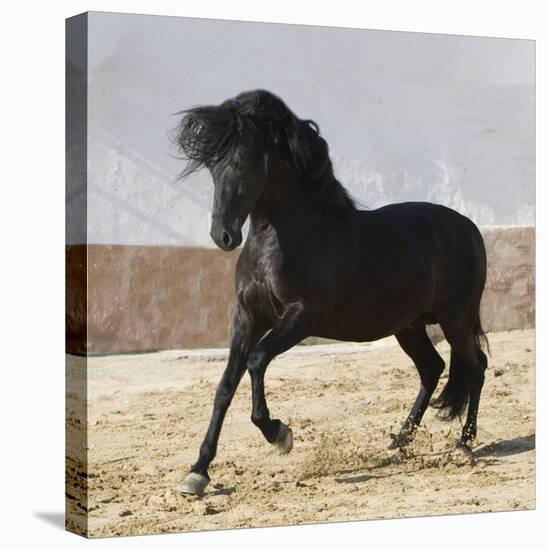 Black Andalusian Stallion Cantering in Arena Yard, Osuna, Spain-Carol Walker-Stretched Canvas