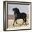 Black Andalusian Stallion Cantering in Arena Yard, Osuna, Spain-Carol Walker-Framed Photographic Print