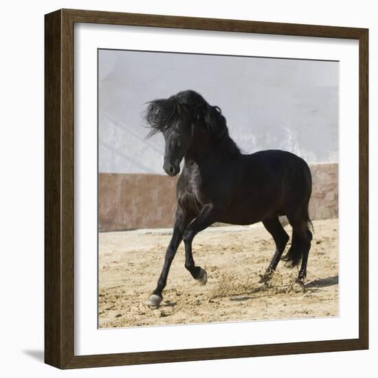 Black Andalusian Stallion Cantering in Arena Yard, Osuna, Spain-Carol Walker-Framed Photographic Print