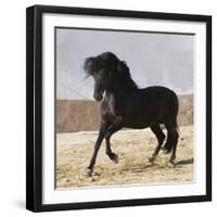 Black Andalusian Stallion Cantering in Arena Yard, Osuna, Spain-Carol Walker-Framed Photographic Print