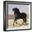 Black Andalusian Stallion Cantering in Arena Yard, Osuna, Spain-Carol Walker-Framed Photographic Print