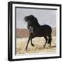 Black Andalusian Stallion Cantering in Arena Yard, Osuna, Spain-Carol Walker-Framed Photographic Print