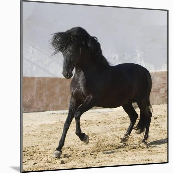 Black Andalusian Stallion Cantering in Arena Yard, Osuna, Spain-Carol Walker-Mounted Photographic Print