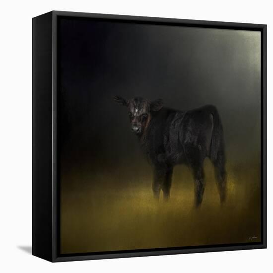 Black Angus Calf in the Moonlight-Jai Johnson-Framed Stretched Canvas