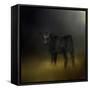 Black Angus Calf in the Moonlight-Jai Johnson-Framed Stretched Canvas