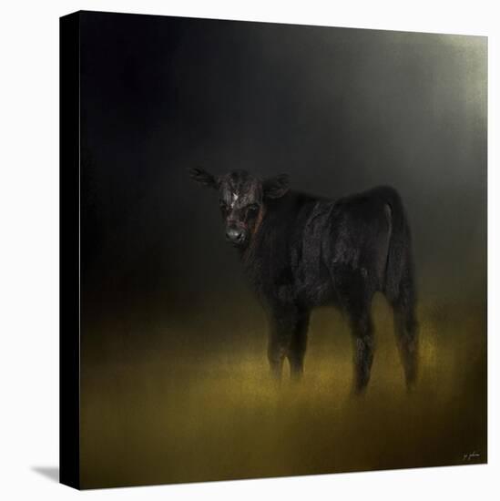 Black Angus Calf in the Moonlight-Jai Johnson-Stretched Canvas