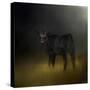 Black Angus Calf in the Moonlight-Jai Johnson-Stretched Canvas