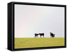 Black Angus Calves in a Rainbow near Red Lodge, Montana, USA-Chuck Haney-Framed Stretched Canvas