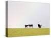 Black Angus Calves in a Rainbow near Red Lodge, Montana, USA-Chuck Haney-Stretched Canvas