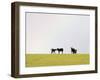 Black Angus Calves in a Rainbow near Red Lodge, Montana, USA-Chuck Haney-Framed Photographic Print