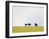 Black Angus Calves in a Rainbow near Red Lodge, Montana, USA-Chuck Haney-Framed Photographic Print