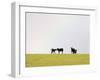 Black Angus Calves in a Rainbow near Red Lodge, Montana, USA-Chuck Haney-Framed Photographic Print