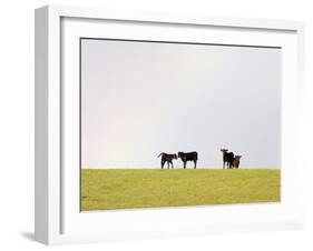 Black Angus Calves in a Rainbow near Red Lodge, Montana, USA-Chuck Haney-Framed Photographic Print