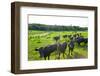 Black Angus Cattle on grassy field, Vermont, USA-null-Framed Photographic Print